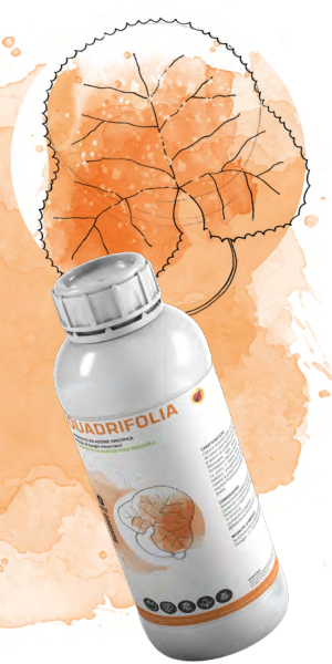 ΒΑΚΙΛΟΣ QUADRIFOLIA
