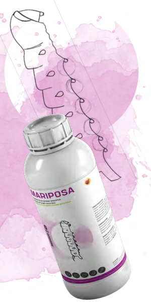 ΒΑΚΙΛΟΣ MARIPOSA