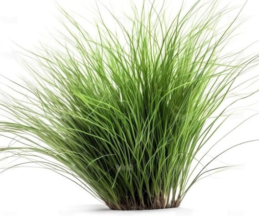 Σπόροι αγρωστωδών φυτών (Grasses)